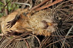 Hydromys chrysogaster