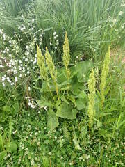 Rumex longifolius