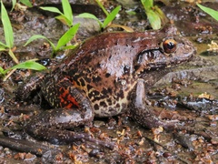 Leptodactylus