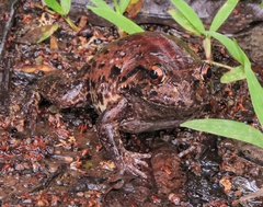 Leptodactylus