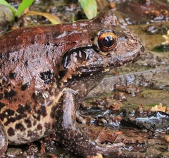 Leptodactylus