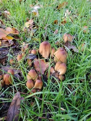 Coprinellus