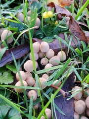 Coprinellus