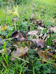 Coprinellus