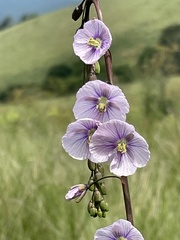 Heliophila rigidiuscula