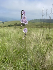 Heliophila rigidiuscula