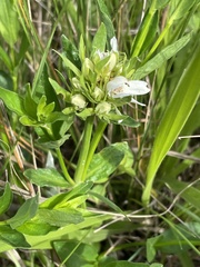 Justicia anagalloides