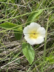 Hibiscus aethiopicus