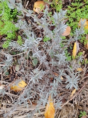 Magnoliopsida