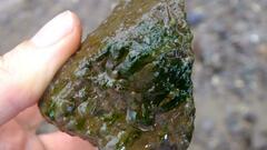 Stigeoclonium