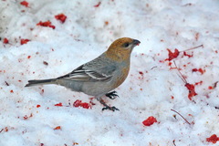 Pinicola enucleator