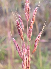 Sorghum leiocladum