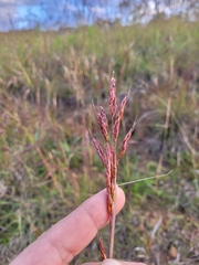 Sorghum leiocladum