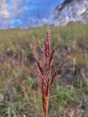 Sorghum leiocladum