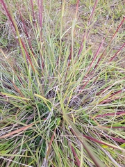 Sorghum leiocladum