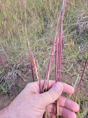 Sorghum leiocladum