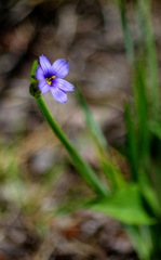 Sisyrinchium montanum