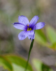 Sisyrinchium montanum