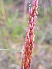 Sorghum leiocladum