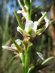 Prasophyllum odoratum
