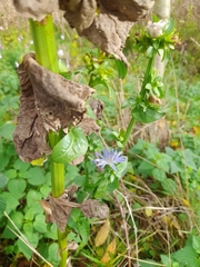 Cichorium intybus