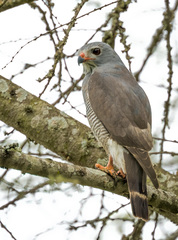 Kaupifalco monogrammicus