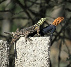 Agama planiceps