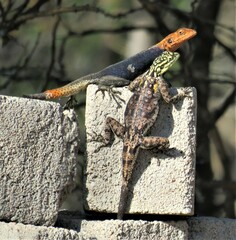 Agama planiceps