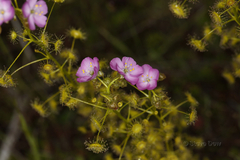 Drosera stricticaulis