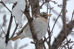 Turdus ruficollis