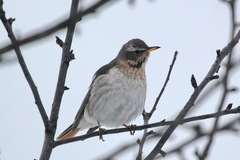 Turdus ruficollis