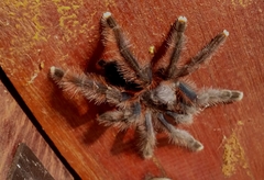 Avicularia avicularia