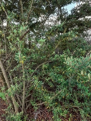 Pyracantha angustifolia