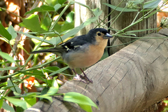Fringilla coelebs canariensis