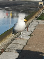 Larus argentatus