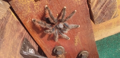 Avicularia avicularia
