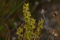 Prasophyllum gracile
