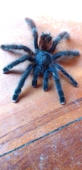 Avicularia avicularia