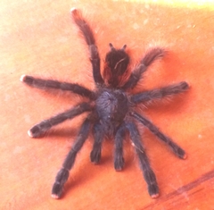 Avicularia avicularia