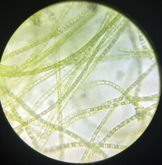 Ulothrix