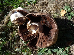 Agaricus bisporus