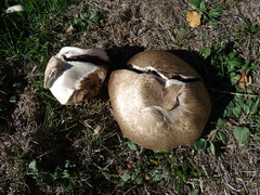 Agaricus bisporus