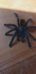 Avicularia avicularia