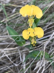 Aneilema aequinoctiale