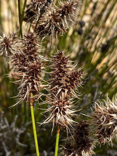 Askidiosperma capitatum (Askidiosperma capitatum)