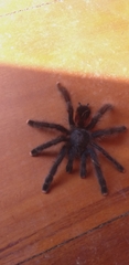 Avicularia avicularia