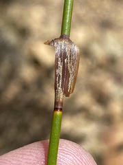 Askidiosperma capitatum