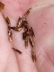 Askidiosperma capitatum