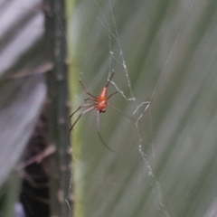 Nephila pilipes