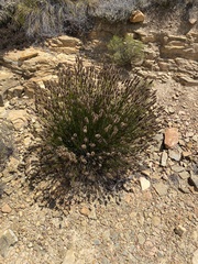 Askidiosperma capitatum